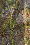 Smallhead blazing star